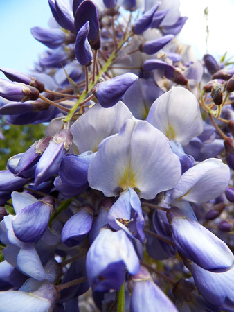 Wisteria blooms in sunlight, closeup.の写真素材
