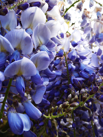 Wisteria blooms in sunlight, closeup.の写真素材