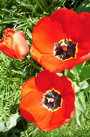 Red tulipsの写真素材