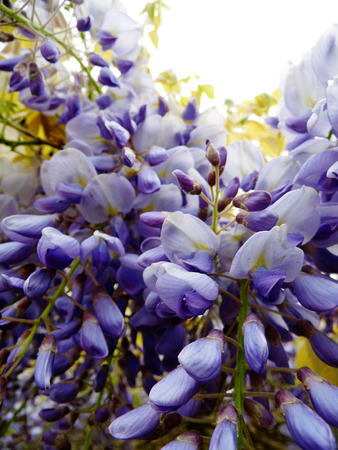 Wisteria blooms in sunlight.の写真素材