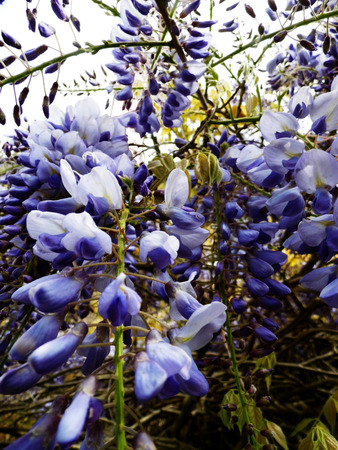 Wisteria blooms in sunlight.の写真素材