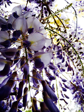 Wisteria blooms in sunlight.の写真素材