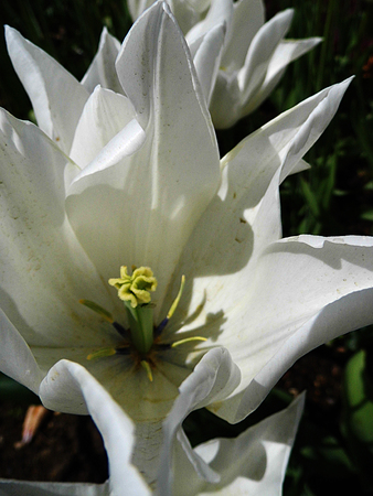 White tulip closeupの写真素材