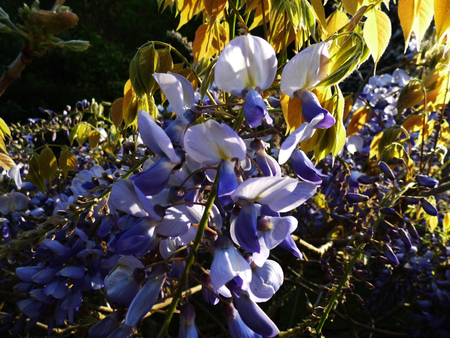 Wisteria blooms in sunlight, closeup.の写真素材