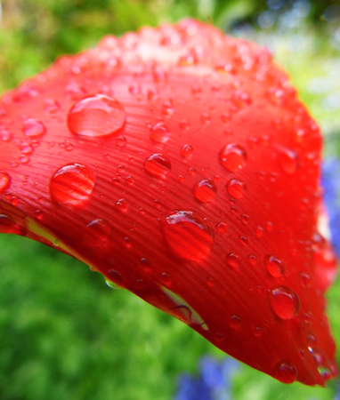 Red tulip closeup with water dropsの写真素材