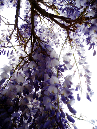 Wisteria blooms in sunlight.の写真素材