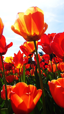 Red tulipsの写真素材