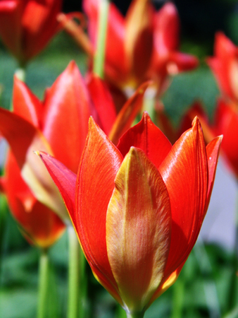 Red tulipsの写真素材