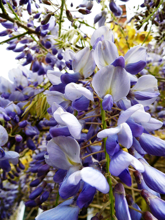Wisteria blooms in sunlight.の写真素材