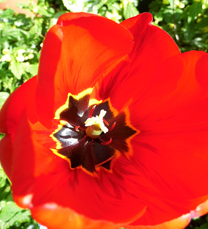 Red tulip closeupの写真素材