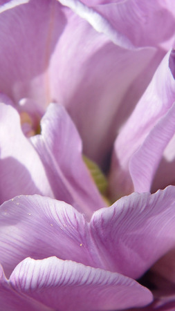 Purple tulip closeupの写真素材
