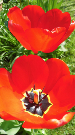 Red tulipsの写真素材