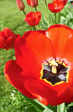 Red tulipsの写真素材