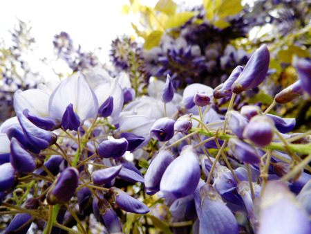 Wisteria blooms in sunlight, closeup.の写真素材