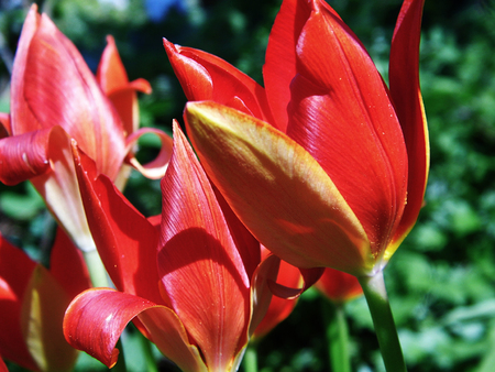 Red tulipsの写真素材