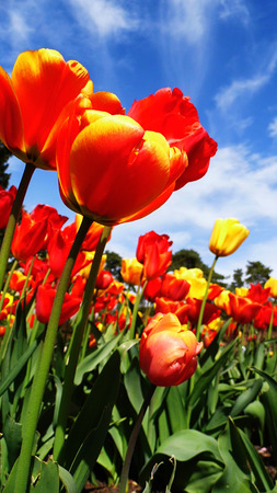 Red tulipsの写真素材