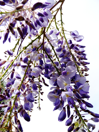 Wisteria blooms in sunlight.の写真素材