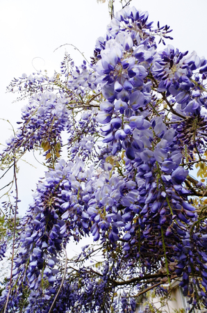Wisteria blooms in sunlight.の写真素材