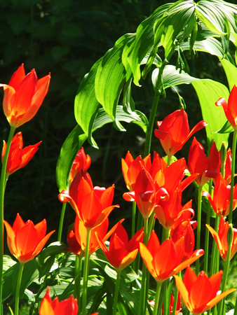 Red tulipsの写真素材