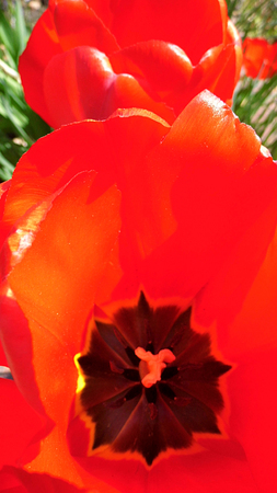 Red tulips closeup.の写真素材
