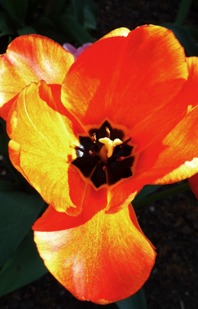 Red tulip closeupの写真素材
