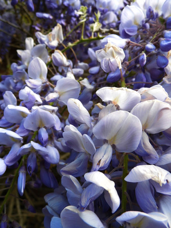 Wisteria blooms in sunlight, closeup.の写真素材