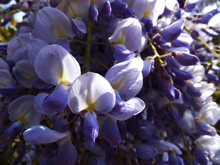 Wisteria blooms in sunlight, closeup, macro.の写真素材