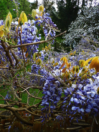 Wisteria blooms in sunlight.の写真素材