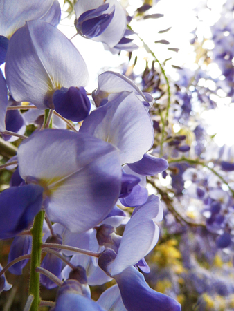 Wisteria blooms in sunlight, closeup.の写真素材