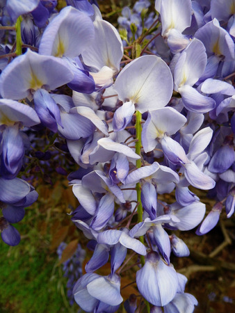 Wisteria blooms in sunlight, closeup.の写真素材