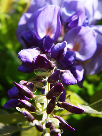Wisteria blooms in sunlight, closeup.の写真素材