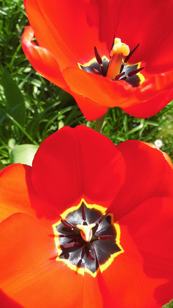 Red tulipsの写真素材