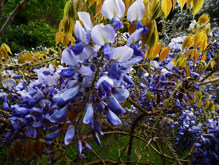 Wisteria blooms in sunlight.の写真素材