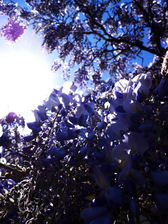 Wisteria blooms in sunlight.の写真素材