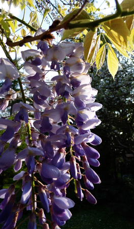 Wisteria blooms in sunlight.の写真素材