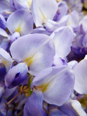 Wisteria blooms in sunlight, closeup, macro.の写真素材