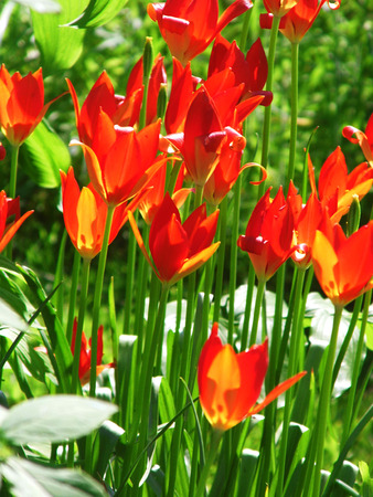 Red tulipsの写真素材