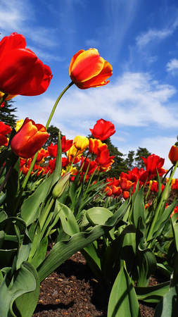 Red tulipsの写真素材