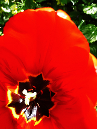 Red tulip closeupの写真素材