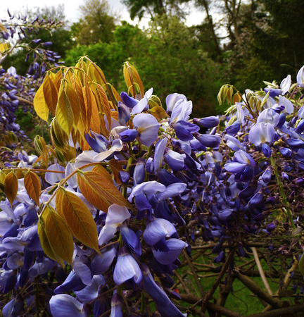 Wisteria blooms in sunlight.の写真素材