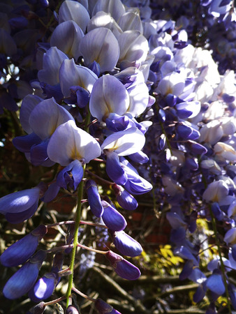 Wisteria blooms in sunlight, closeup.の写真素材