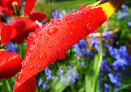 Red tulip closeup with water dropsの写真素材