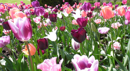 Tulips growing in a flower bed.の写真素材