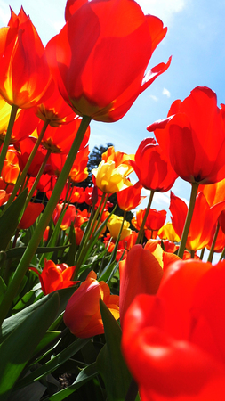 Red tulipsの写真素材