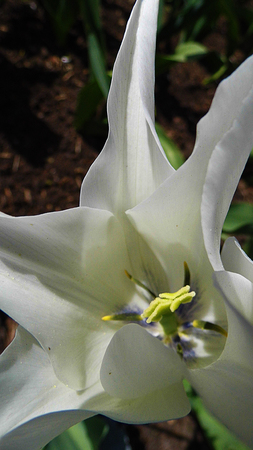 White tulip closeupの写真素材