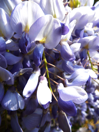 Wisteria blooms in sunlight, closeup, macro.の写真素材
