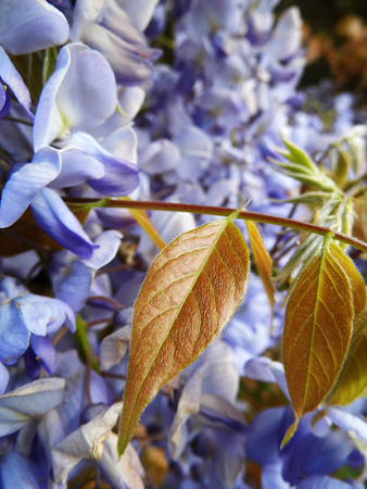 Wisteria blooms in sunlight, closeup.の写真素材