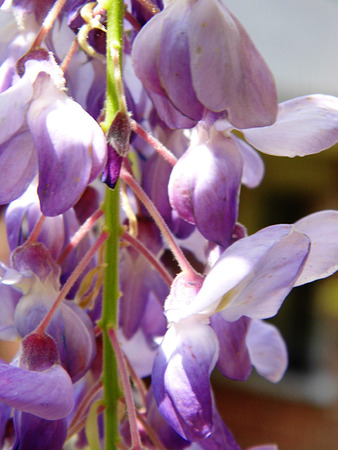 Wisteria blooms in sunlight, closeup.の写真素材