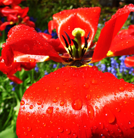 Red tulip closeup with water dropsの写真素材