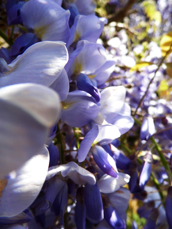 Wisteria blooms in sunlight, closeup.の写真素材